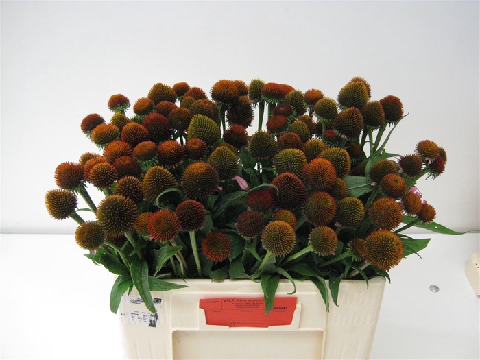 <h4>Echinacea Purpurea</h4>