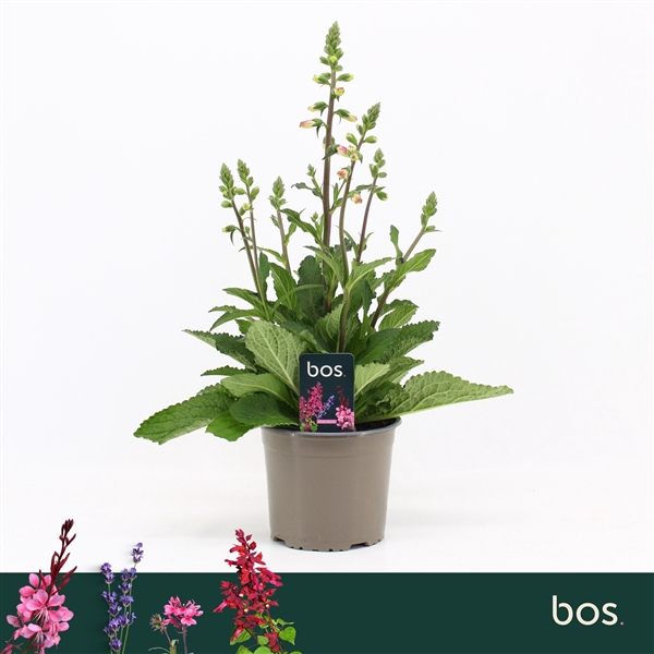 <h4>Digitalis Purpurea, Hanabee Rose</h4>