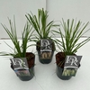 Cortaderia selloana
