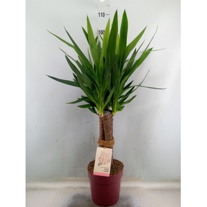 Yucca elephantipes   ...