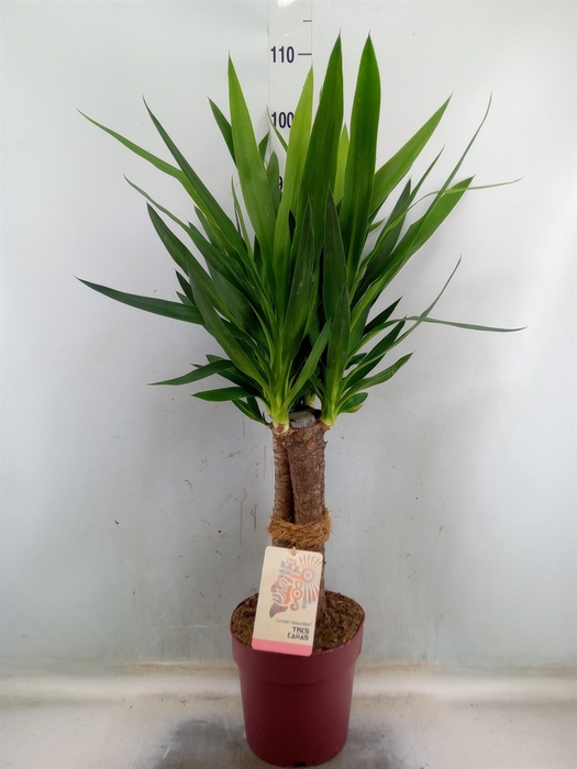 <h4>Yucca elephantipes   ...</h4>