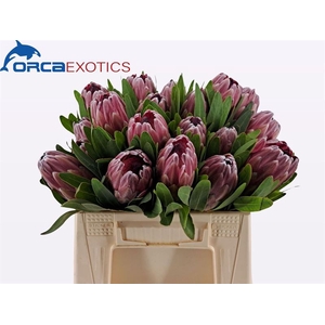 Protea Pink Ice