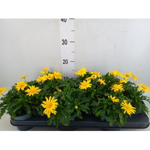 Euryops  'Sonnenschein'