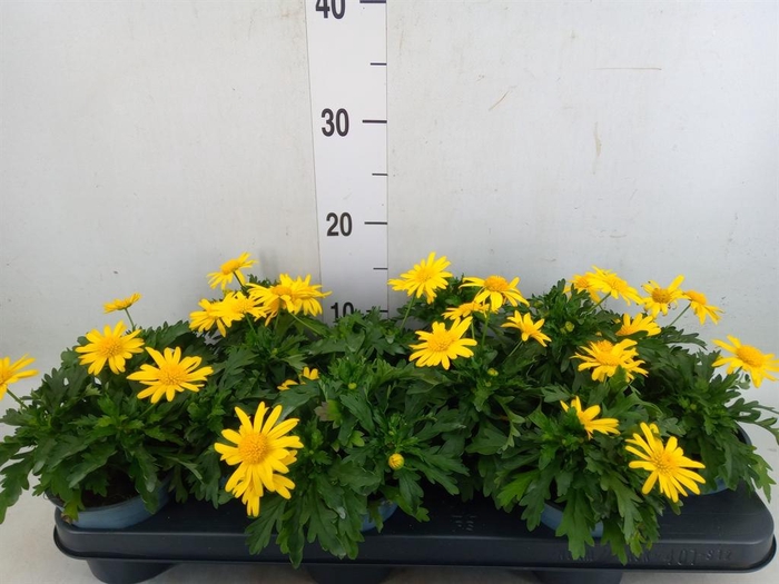 <h4>Euryops  'Sonnenschein'</h4>