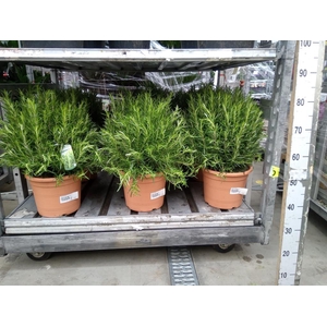 Rosmarinus offi.   ...