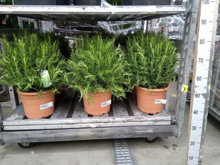 <h4>Rosmarinus offi.   ...</h4>