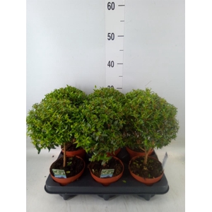 Myrtus communis