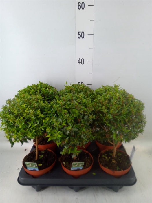 <h4>Myrtus communis</h4>