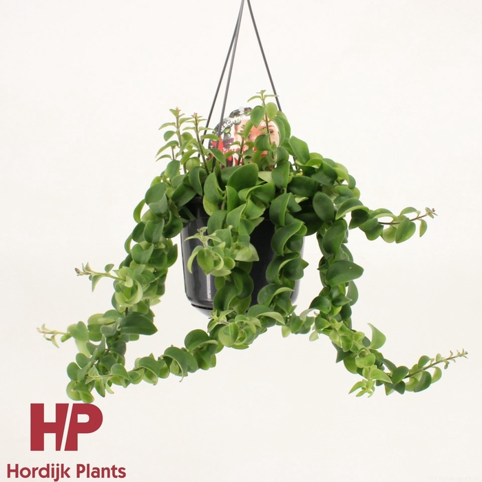 <h4>Aeschynanthus Twister XL</h4>