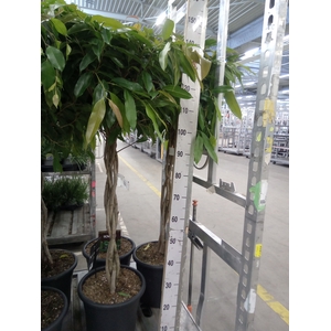 Ficus binn. 'Amstel King'