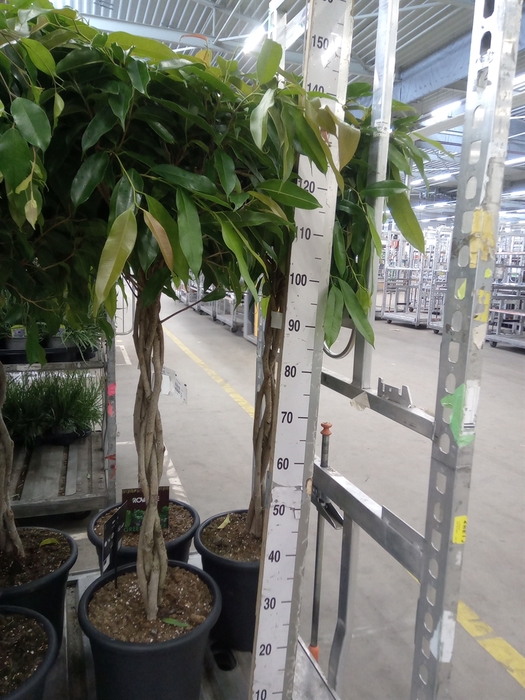 <h4>Ficus binn. 'Amstel King'</h4>