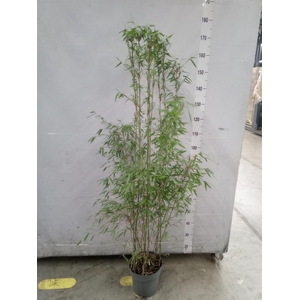 Fargesia  'Jiuzhaigou 1'