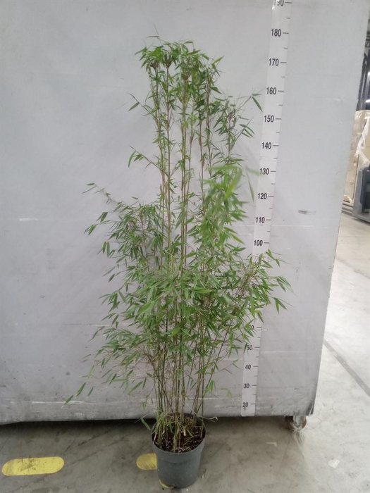 <h4>Fargesia  'Jiuzhaigou 1'</h4>