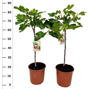 FICUS CARICA