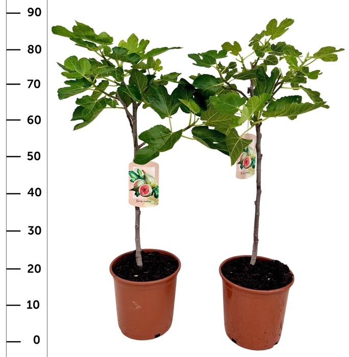 <h4>FICUS CARICA</h4>