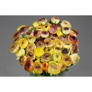 Ranunculus Cappucino Yellow