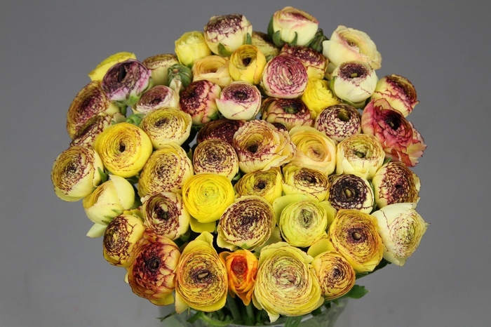 <h4>Ranunculus Cappucino Yellow</h4>