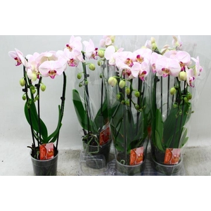PHAL EL CASCADE