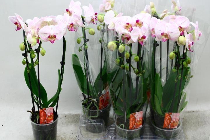 <h4>PHAL EL CASCADE</h4>