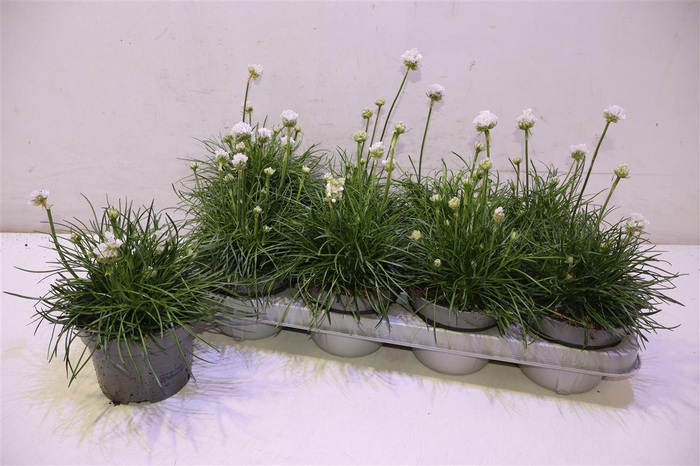 <h4>Arme Mar Alba</h4>