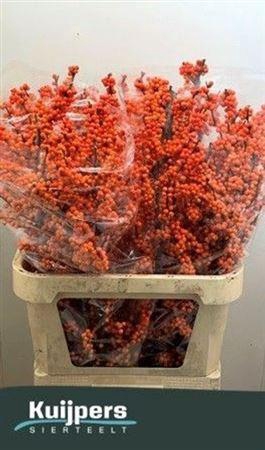 <h4>Ilex Ve Winter Gold</h4>