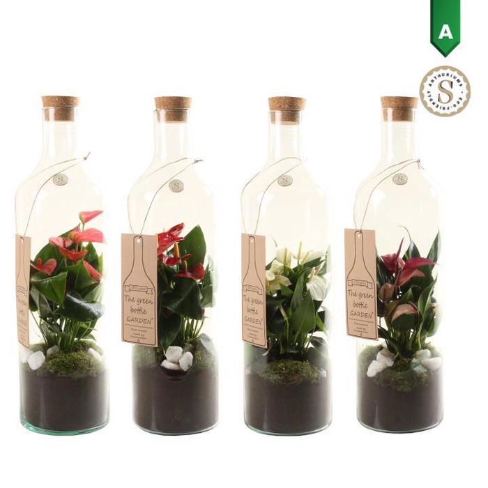 <h4>Green Bottle met Anthurium</h4>