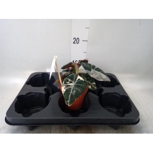 Alocasia   ...