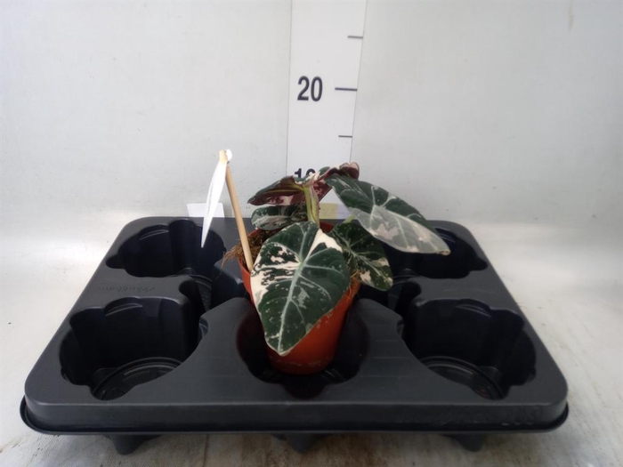 <h4>Alocasia   ...</h4>