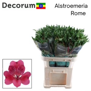 Alstroemeria rome
