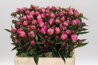 <h4>Paeonia Dr A Fleming Ongeplozen</h4>