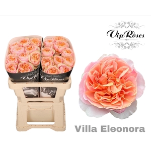 R GR VILLA ELEONORA x40