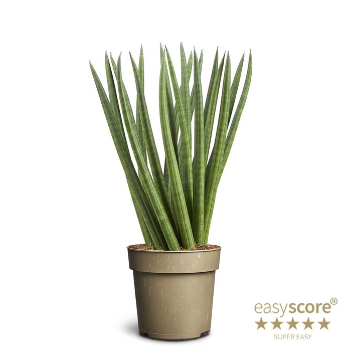 <h4>SANSEVIERIA CYLINDRICA P11 SPAGHETTI</h4>