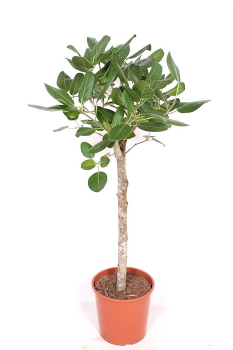 Ficus Benghalensis