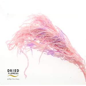 Dried Bleached Amaranthus Caudatus Neon