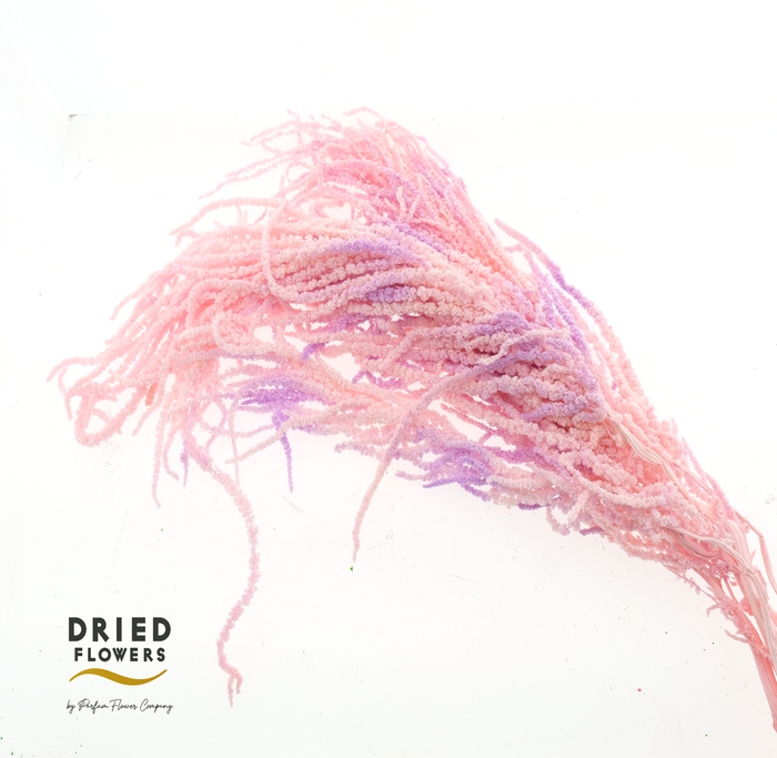 <h4>Dried Bleached Amaranthus Caudatus Neon</h4>