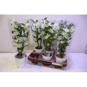 arr8 Dendr N S C Apollon