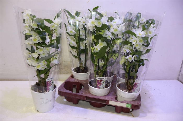 <h4>arr8 Dendr N S C Apollon</h4>