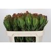 Leucadendron Laurel Yellow