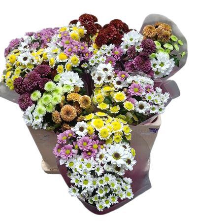 <h4>Chr San Gem In Bos</h4>