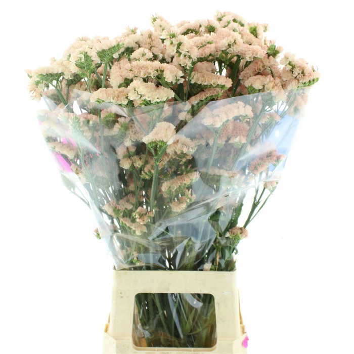 <h4>Limonium Sinuatum Apricot Sun Birds</h4>