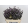 Limonium Safora Dark Blue