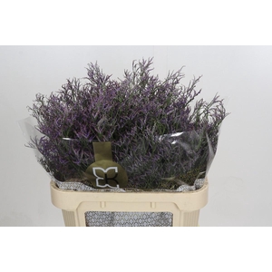 Limonium Safora Dark Blue