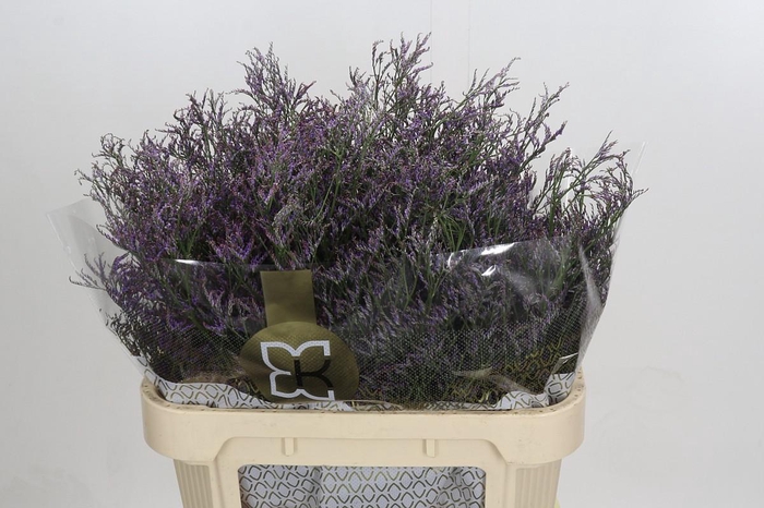 <h4>Limonium Safora Dark Blue</h4>