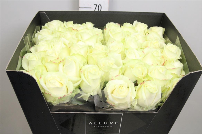 <h4>R Gr Avalanche+</h4>