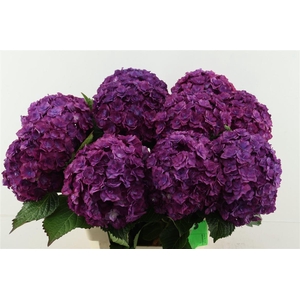 Hydr M Royal Anastasia 60-18