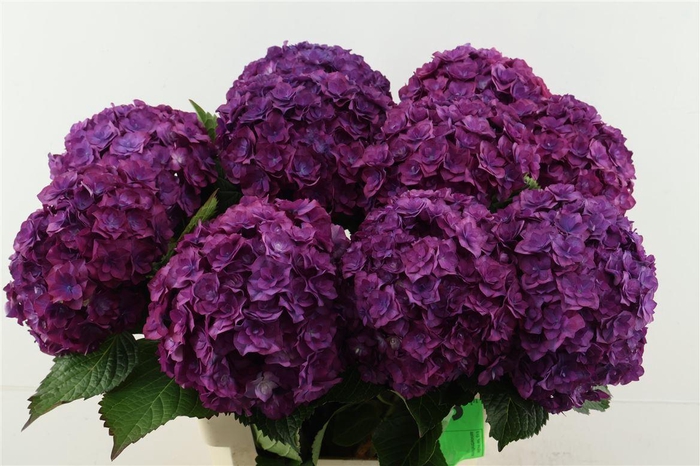 <h4>Hydr M Royal Anastasia 60-18</h4>