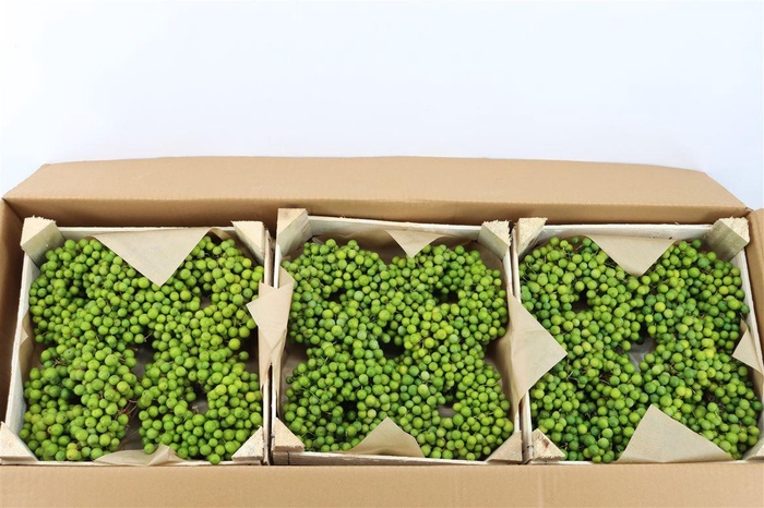 <h4>Wr Sierfruit Lilac De Chine 12cm</h4>