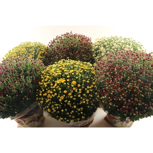 Chrysant Jasoda Mix