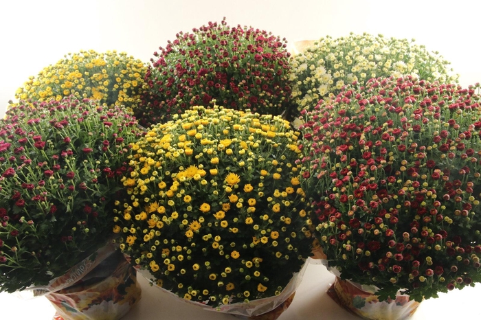 <h4>Chrysant Jasoda Mix</h4>