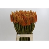 Kniphofia Eycone Orange
